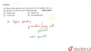 In Pinus male gametes are produced in the pollen tube by the division of which of the following [upl. by Hsizan]