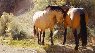 Wild Stallions Bond and Bon Jovi Oct 9 2024 [upl. by Otit]