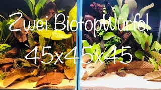 2 Biotopwürfel light aquaristik aquascape aquarium [upl. by Ahsaetan]