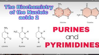 PURINES amp PYRIMIDINES Nitrogenous bases The Biochemistry of the Nucleic acids 2 [upl. by Fesoj]