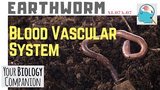 XI07A07 – Earthworm – Blood vascular system  NEET  AIIMS [upl. by Attegroeg264]