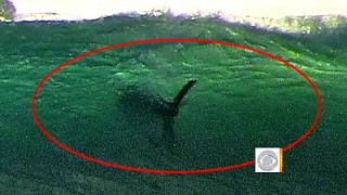 Giant shark off San Diego shore [upl. by Vahe]