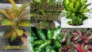 Aglaonema varieties  combo offer  sales video  FEMINAS DIARIES  Video125 [upl. by Anawot]