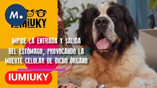 IUMIUKY ¿Qué es la torsión de estómago de los perros  Tips para tu mascota  Mediaset [upl. by Dnalsor117]