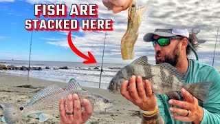 How to catch multiple fish SURF FISHING in Charleston SC Redfish Black Drum Sheepshead taste test [upl. by Mohammed216]