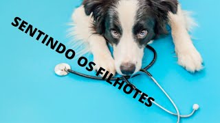 Sentindo os filhotes de maltês na barriga delafilhotemexendovídeodecachorro [upl. by Lenz]