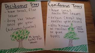 423 Deciduous vs Coniferous Trees [upl. by Airekal]