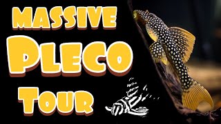 Pleco Collection  Tour and Update [upl. by Rowena]