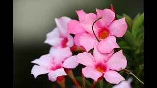 Mandevilla  Perfect Flowering Vine How to Care amp Grow the Magical Mandevilla [upl. by Philly]