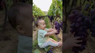 Baby playing in the grape field [upl. by Cathleen620]