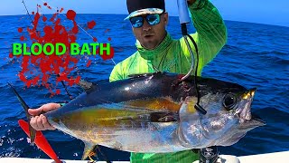 HUGE Blackfin Tuna  Best Bait To Use  Fishing for blackfin Tuna Anna Maria Island Florida [upl. by Macpherson]