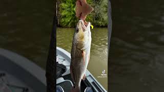 HampH LuresRedfish and a little backwater bayoufishingoutdoorssaltwaterredfishtexasfishing [upl. by Hayidah]