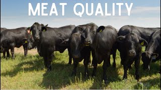 The Best Cows for Meat on the Homestead Top 7 Beef Breeds [upl. by Groot166]