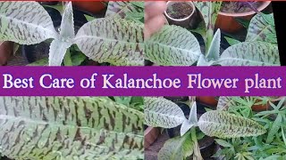 All About Kalanchoe  Kalanchoe Plant Care  Time To Buy This Long Lasting Flowering Plant [upl. by Nofpets]