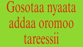 Types of oromo culture food gosota nyaata addaa oromo [upl. by Anjali]