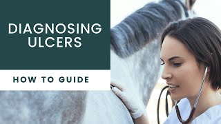 How to Diagnois Equine Ulcers using palpatation points [upl. by Gnagflow836]