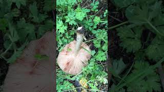 Fungi in the wood yard autumn fruitfulness [upl. by Anum]