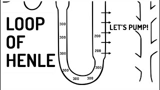 LOOP OF HENLE explained [upl. by Nolly]