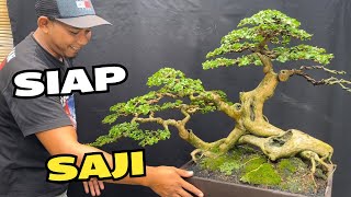 Cek Harga Bonsai Siap Saji [upl. by Leonteen]