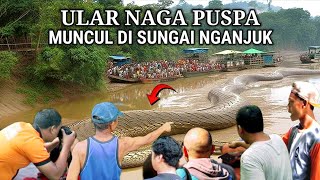 Heboh  Ular Naga Puspa Muncul Di Sungai Nganjuk Jawa Timur [upl. by Buskirk607]