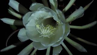 Queen of the Night Cactus Time Lapse [upl. by Aynekat]