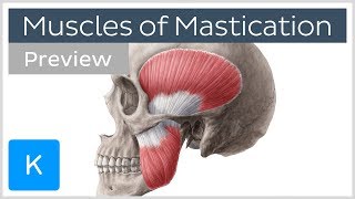 Muscles of mastication preview  Origin insertion functions  Human Anatomy  Kenhub [upl. by Egon]