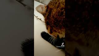 Cute cat film [upl. by Yssac]