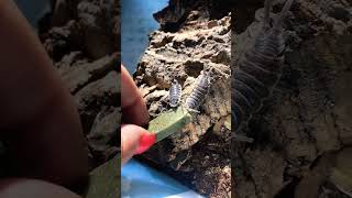 Coolest isopods to feed P hoffmannseggi isopods bug [upl. by Carrelli159]