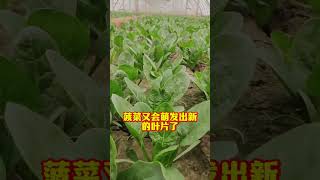 菠菜也可以多茬采收只需要这样做 农业种植 种植小技巧 关注我一起学种菜 自己种的纯天然的绿色蔬菜 菠菜种植 [upl. by Vowel283]