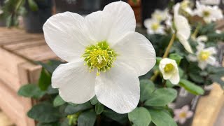 Hellebores [upl. by Anaidirib]