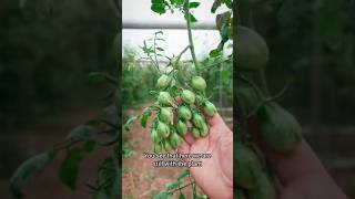 Cimatura e Nutrizione 🍅 pomodoro tomato [upl. by Let]