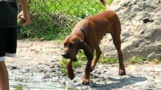 Redbone Coonhound Rustee at Dog Park [upl. by Ellis]