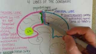 Lobes of the Cerebrum [upl. by Lelia200]