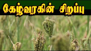 eleusine coracana கேழ்வரகின் சிறப்பு ragi [upl. by Nnovahs937]