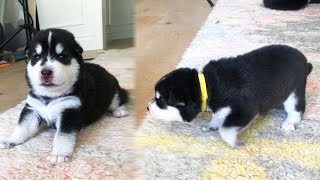 My Puppies Learn to Walk for the First Time [upl. by Zarihs]