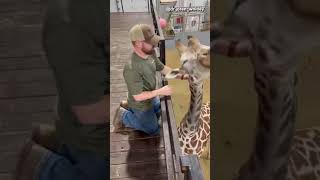 Dr Joren Whitley performs chiropractic adjustment on giraffe [upl. by Kaslik]