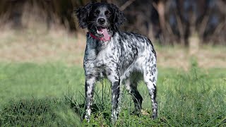 French Brittany The Ultimate Hunting Dog  Dog breed Facts [upl. by Koetke]