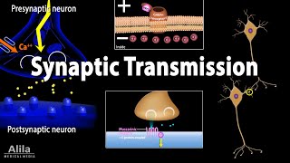 Neuroscience basics Synaptic transmission  Chemical synapse Animation [upl. by Carling]