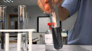 Enzyme experiment amylase starch iodine [upl. by Lloyd]