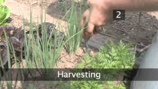 How and When to Harvest Spring Onions [upl. by Waddington452]