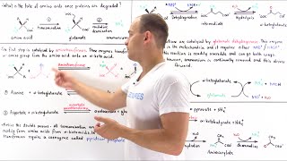 Deamination of Amino Acids [upl. by Meehan]