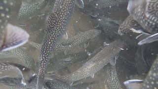 Are Pennsylvanias trout stocking practices harmful to the native brook trout [upl. by Denver]