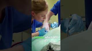 Riskiest Tongue Surgery On Dog vetonthehill shorts dogs [upl. by Cuttie]