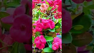 Como hacer FLORECER las coronas de cristo euphorbia milii crown of christ video shorts plants [upl. by Billat]