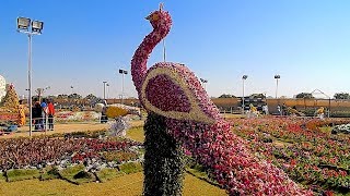 Ahmedabad Flower Show 2019 Sabarmati Riverfront Ahmedabad Gujarat India [upl. by Maxima]