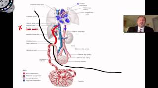 Fetal Blood and Circulation [upl. by Allwein]