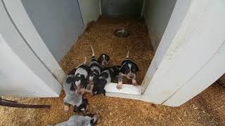 Bluetick Coonhound puppies 4 weeks old [upl. by Ahsinak]