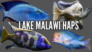 Top 10 Favorite Lake Malawi Haplochromis Cichlids [upl. by Issim]