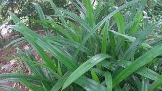 Pandan Plant in My Garden  Pandanus Amaryllifolius [upl. by Vanny]