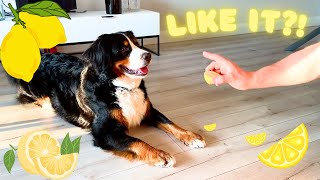 HILARIOUS Reaction of Bernese Mountain Dog Trying a Lemon for the First Time [upl. by Ainival794]